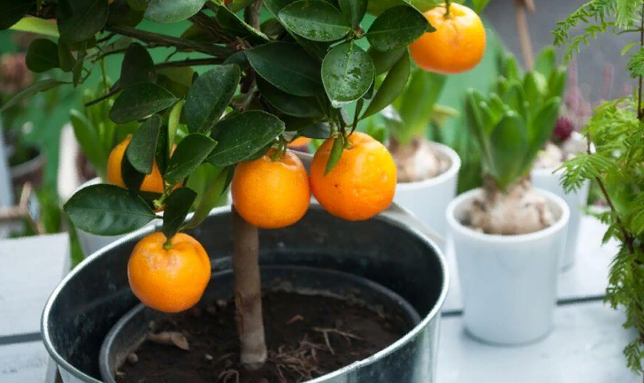 Как ухаживать за комнатным апельсиновым деревом